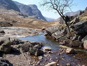 Glen Coe tree